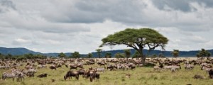 ver-migracion-de-nus-y-de-cebras-Kenia-300x120