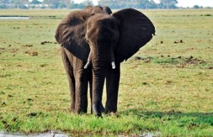 paseo-en-elefante-en-zambia-300x193