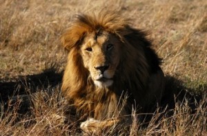 ver-leones-en-kenia-viaje-big-cat-300x197