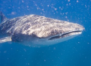 tiburon-ballena-archipielago-de-Bazaruto-en-Mozambique-300x220