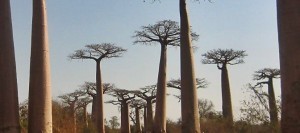 Paisaje de la famosa avenida de los baobabs en Madagascar
