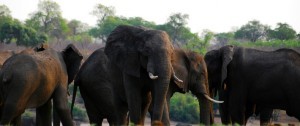 Manada de enormes elefantes en Botswana
