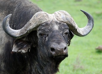 bufalo--africa