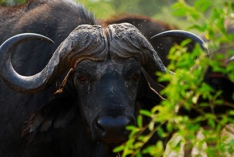 bufalo--viajes-a-africa