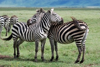 cebras-en-el-area-del-crater-del-ngorongoro-en-tanzania