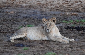 cria-de-leon-en-el-parque-nacional-de-tarangire-en-tanzania