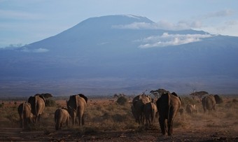 elefantes-junto-al-monte-kilimanjaro-en-tanzania