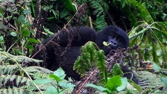 gorila-de-montana--viajes-a-ruanda