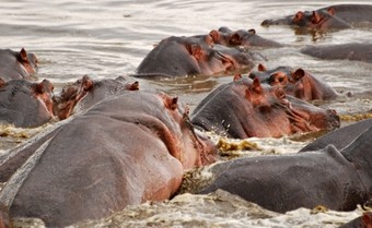 hipopotamos--viajes-a-kenia