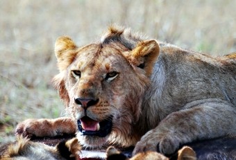 leon---viajes-a-africa