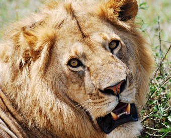 leon--viajes-a-africa