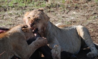 leones-jovenes-en-plena-comida-despues-de-una-caceria--en-africa