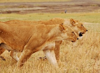 leones--viajes-a-africa