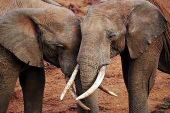 viaje-kenia--elefantes