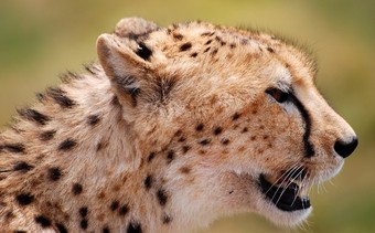 viajes-a-africa-guepardo