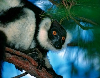 viajes-a-madagascar-parque-nacional-de-andasibe---lemur-indri-indri