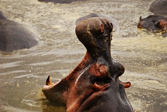 viajes-tanzania-hipopotamo